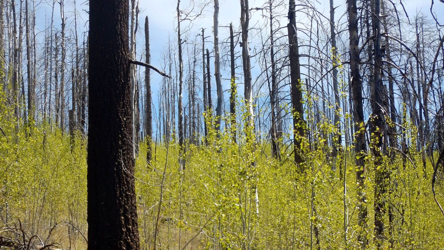Bear Wallow Wilderness, backpacking, aspen saplings, May