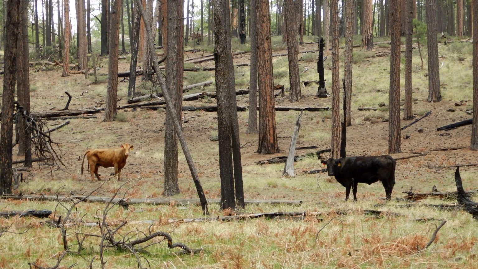 Blue Range Primitive Area, cattle common, April