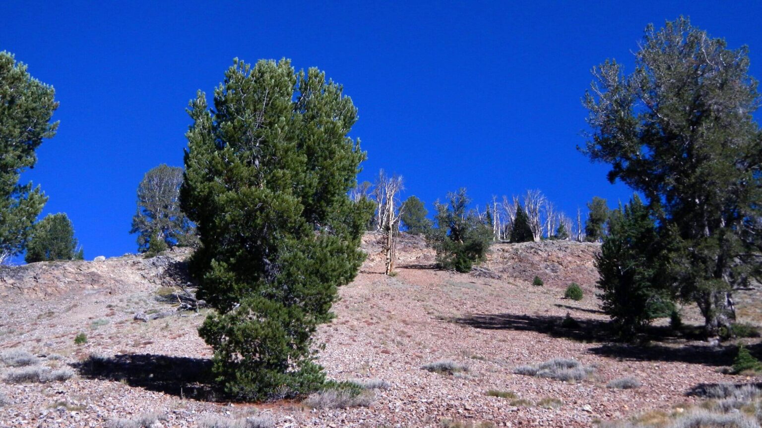 Hemingway-Boulders Wilderness, whitebark pine (Pinus albicaulis), September