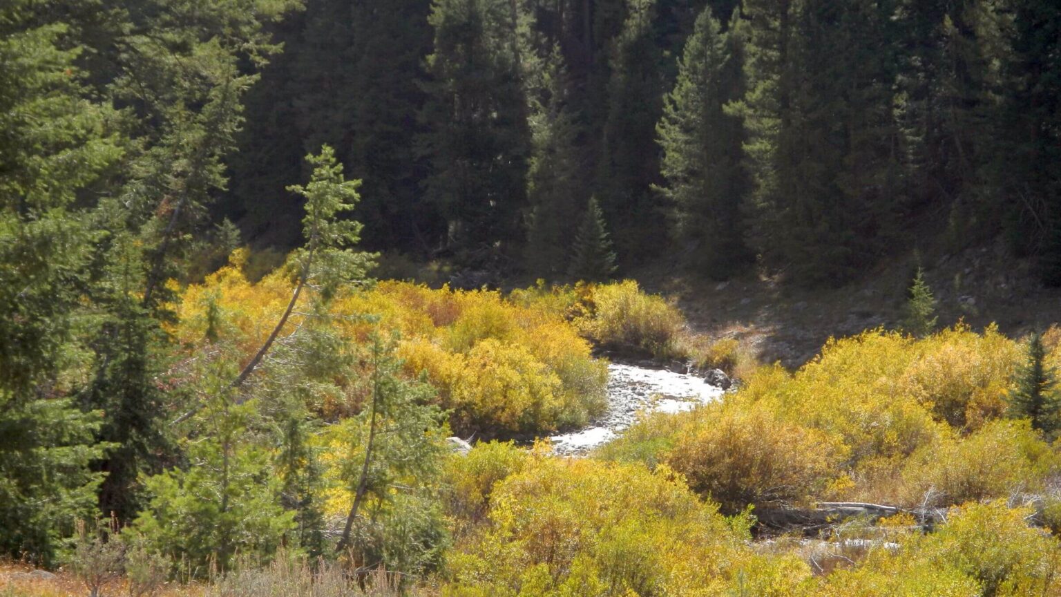 Hemingway-Boulders Wilderness, North Fork-Big Wood River: fall-color willows, September