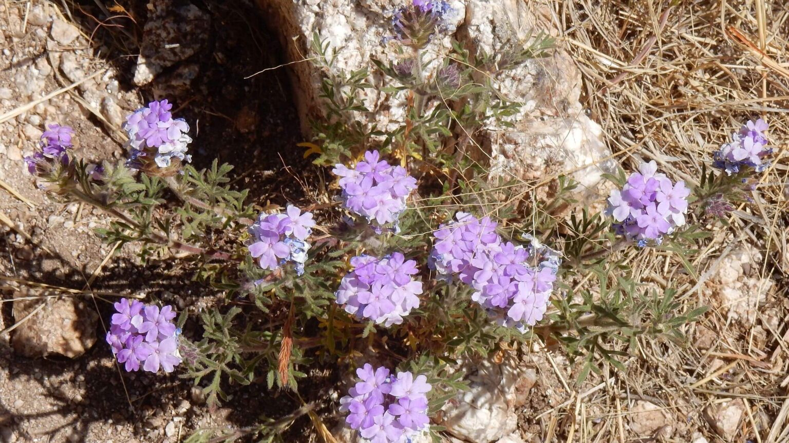 Arizona Trail, southwestern mock vervain (Glandularia gooddingii), April