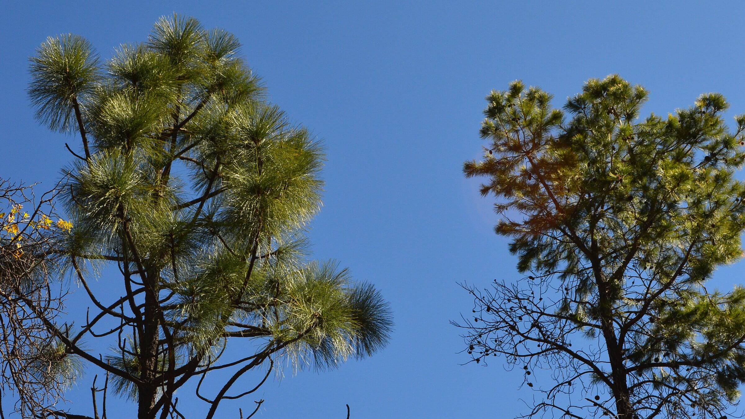 Chiricahua Wilderness, Apache pine (Pinus engelmannii), April