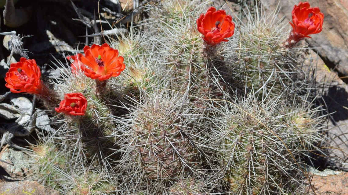 Chiricahua Wilderness, scarlet hedgehog cactus (Echinocereus coccineus), April