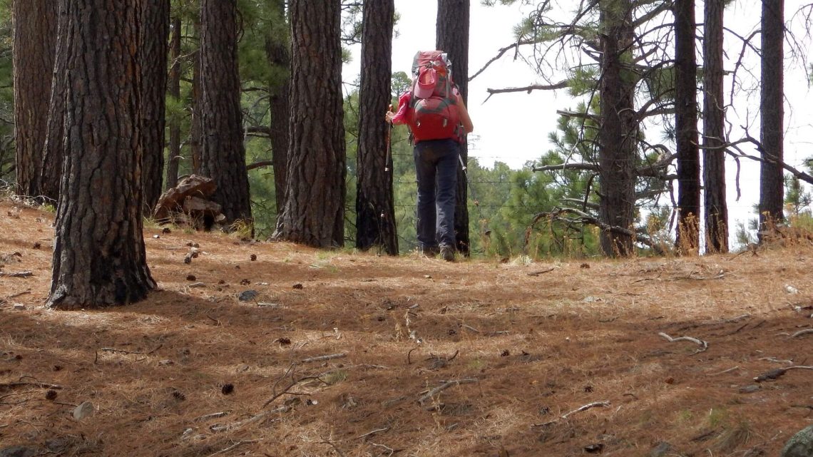 Chiricahua Wilderness, Pole Bridge Trail, pine escaped fire, April