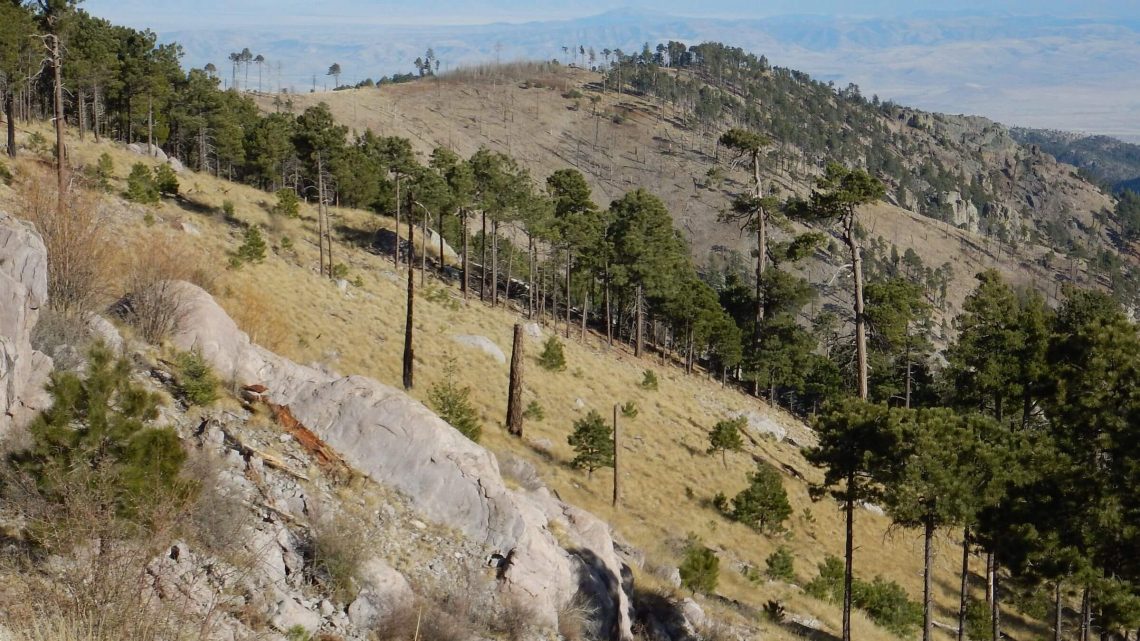 Chiricahua Wilderness, Snowshed Trail after 1994 and 2011 fires, April