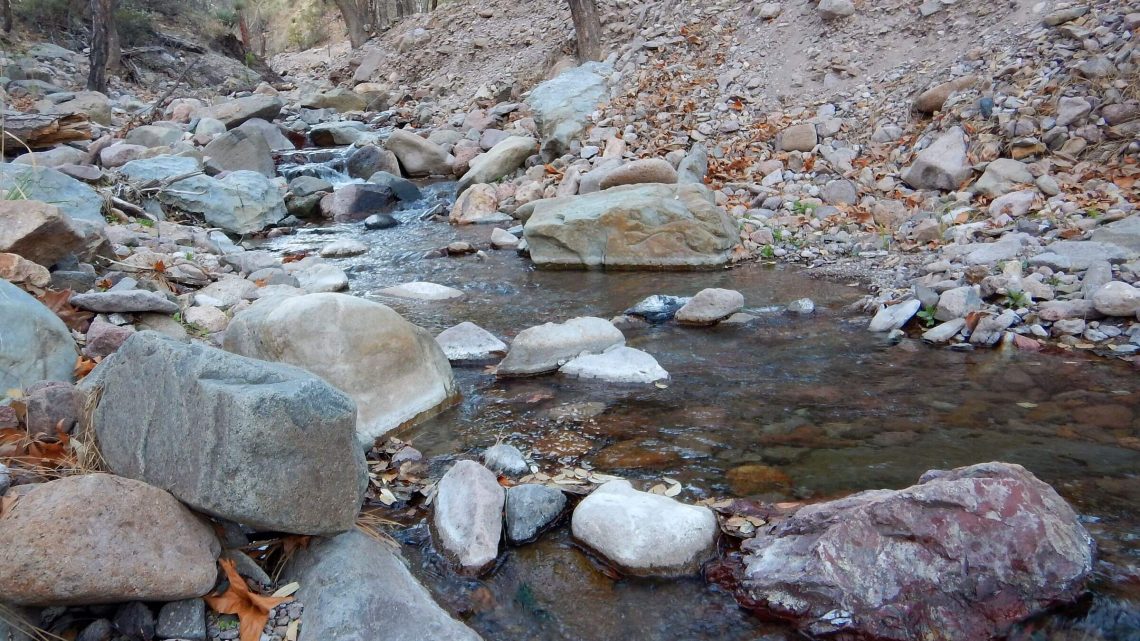 Chiricahua Wilderness, Cave Creek, April