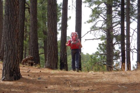 Chiricahua Wilderness, Cindy missed a switchback & passed by David, 2018 April