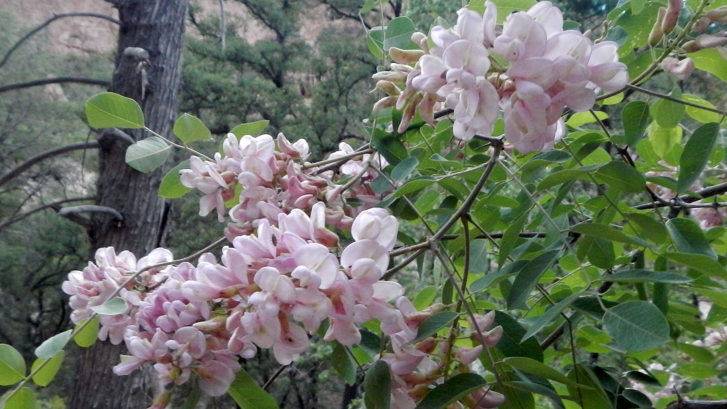 Chiricahua Wilderness, New Mexico locust, Robinia, neomexicana, May, 2024