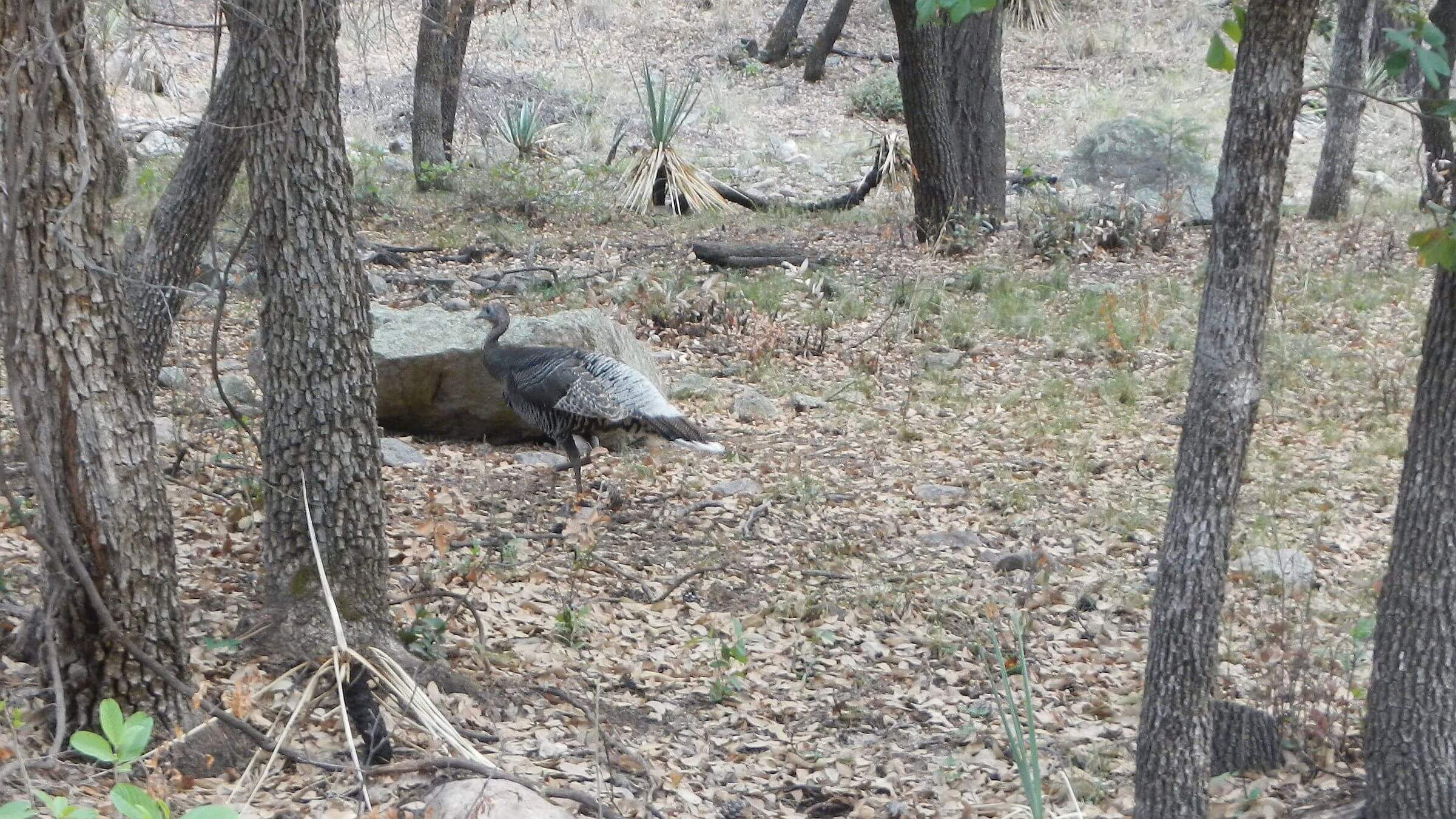 Chiricahua Wilderness, turkey, May, 2024