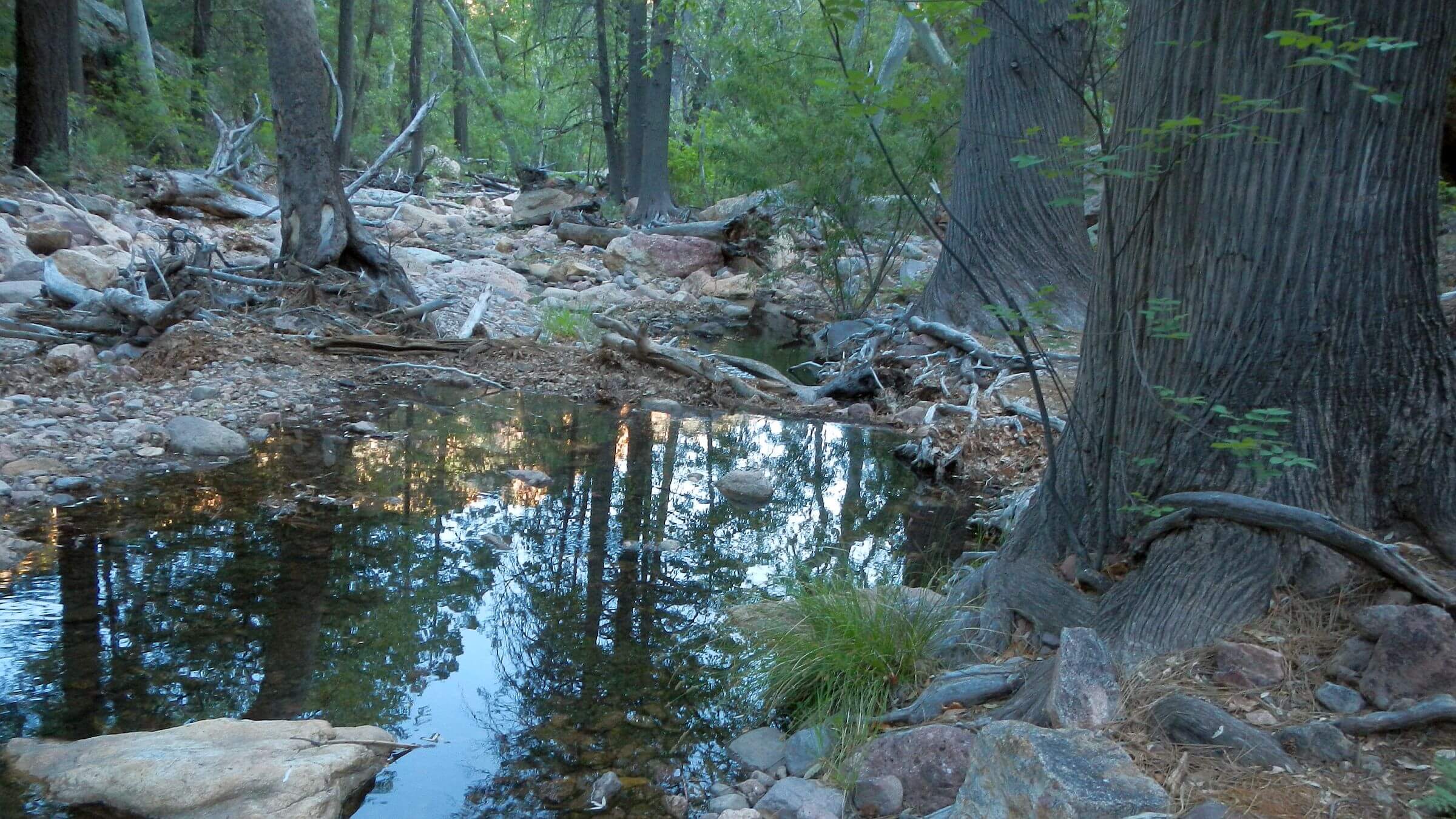 Chiricahua Wilderness, South Fork Cave Creek, Arizona cypress, May, 2024