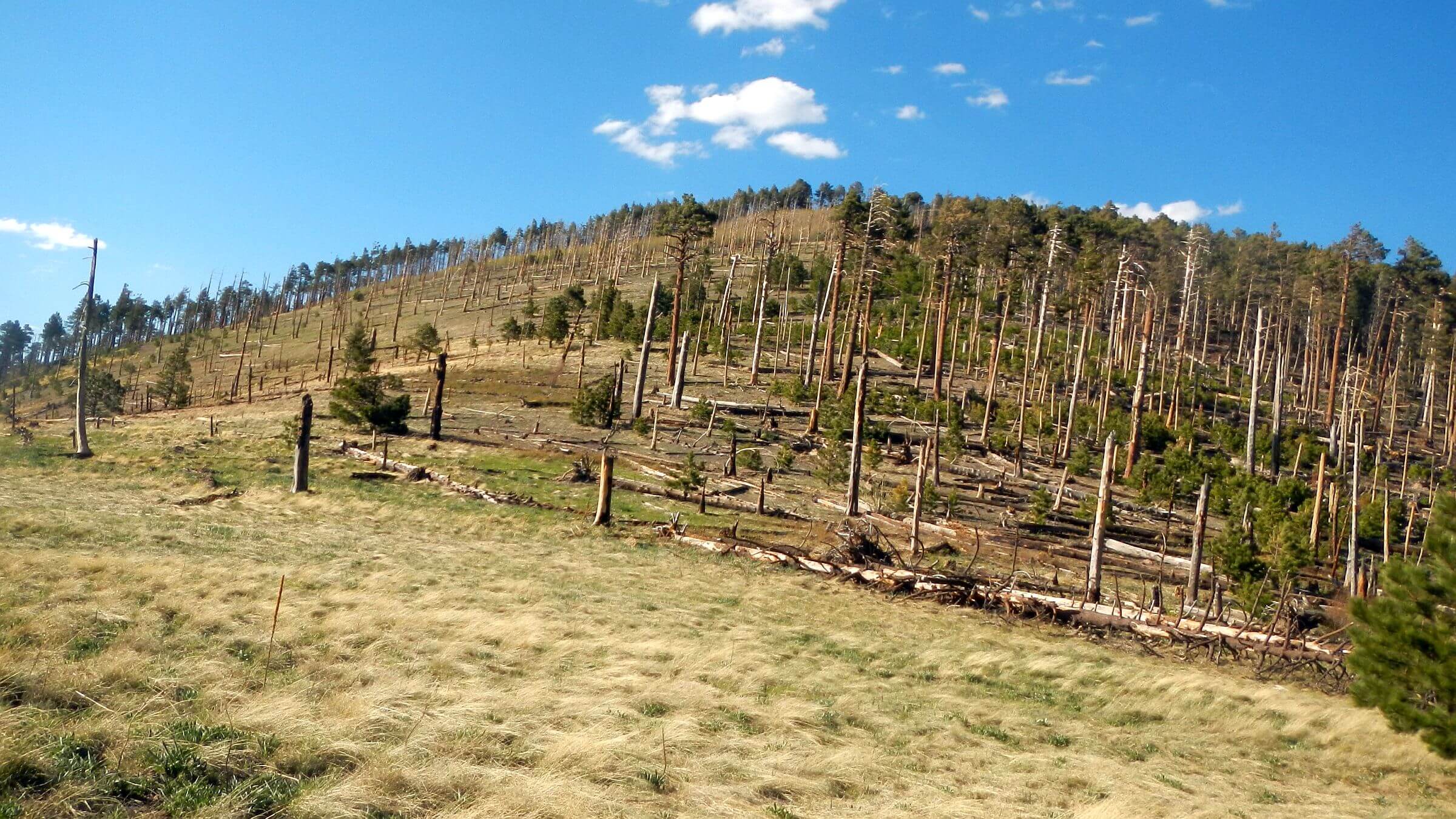 Chiricahua Wilderness, Flys Peak, May, 2024