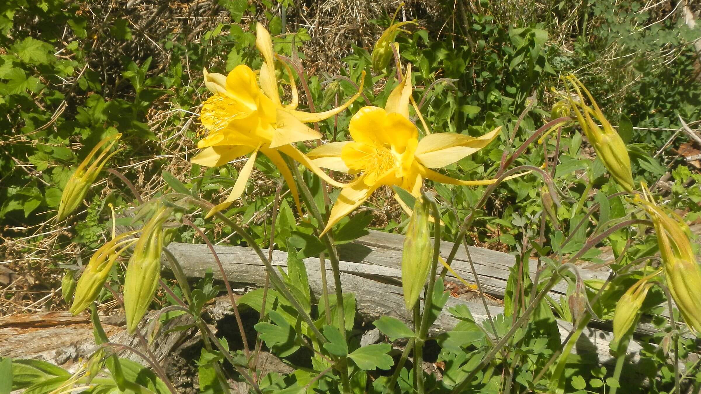 Chiricahua Wilderness, golden columbine, Aquilegia chrysantha, May, 2024