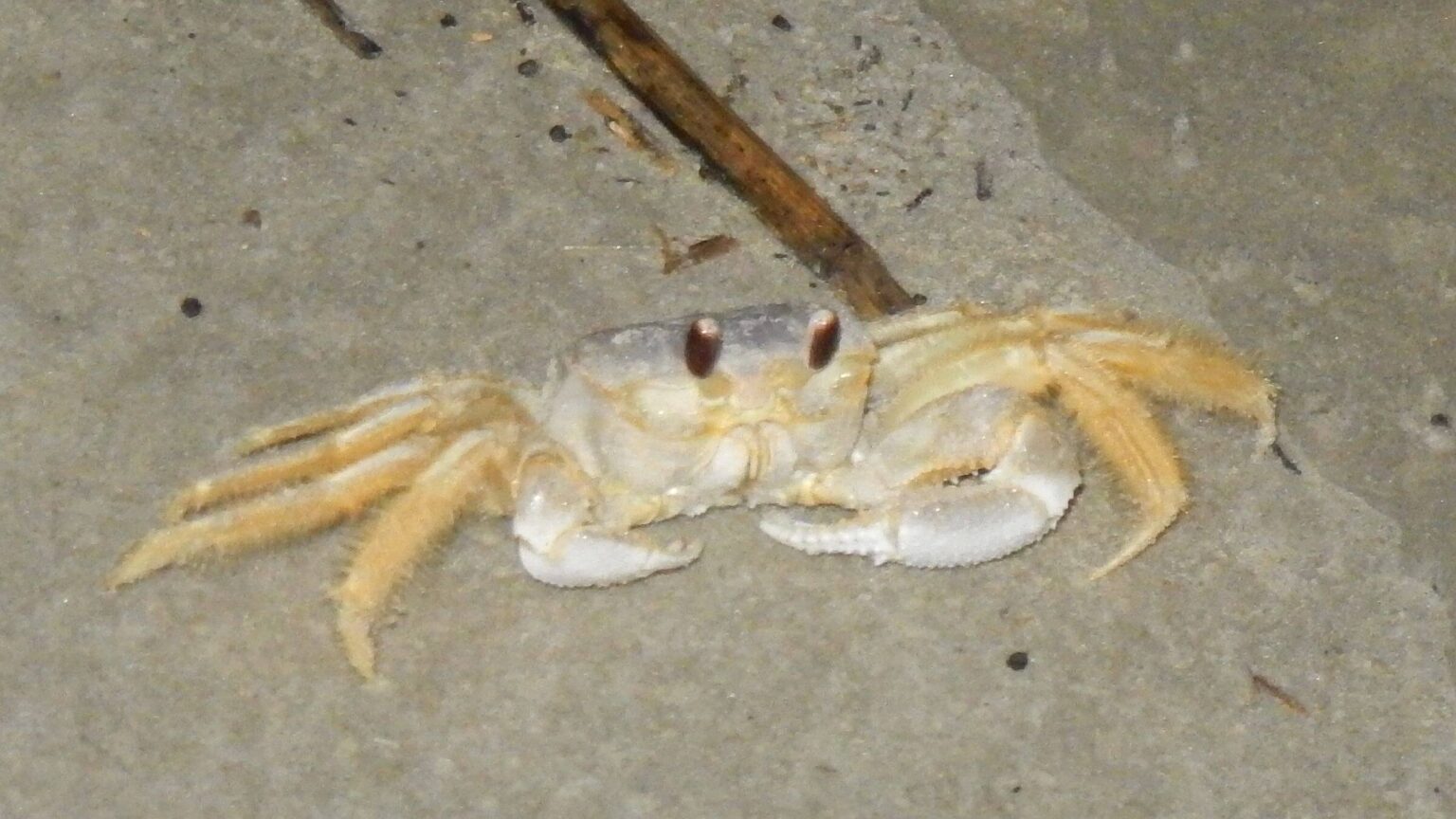 Cumberland Island Wilderness, ghost crab (Ocypode quadrata), November