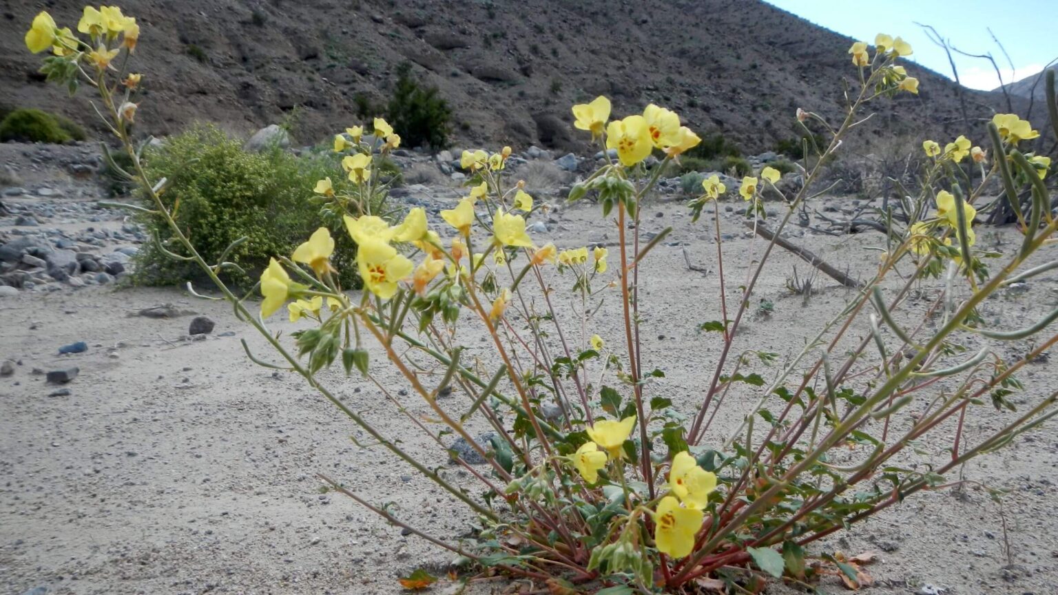 Death Valley Wilderness, yellow cups (Chylismia brevipes), March, 2024