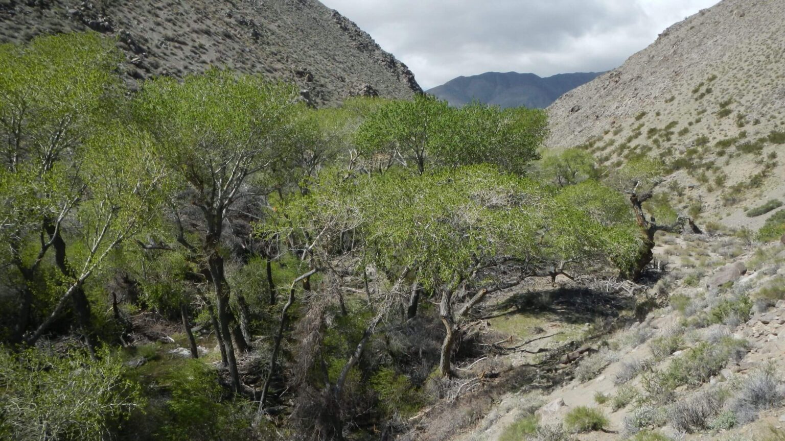 Death Valley Wilderness, Cottonwood Springs, March, 2024