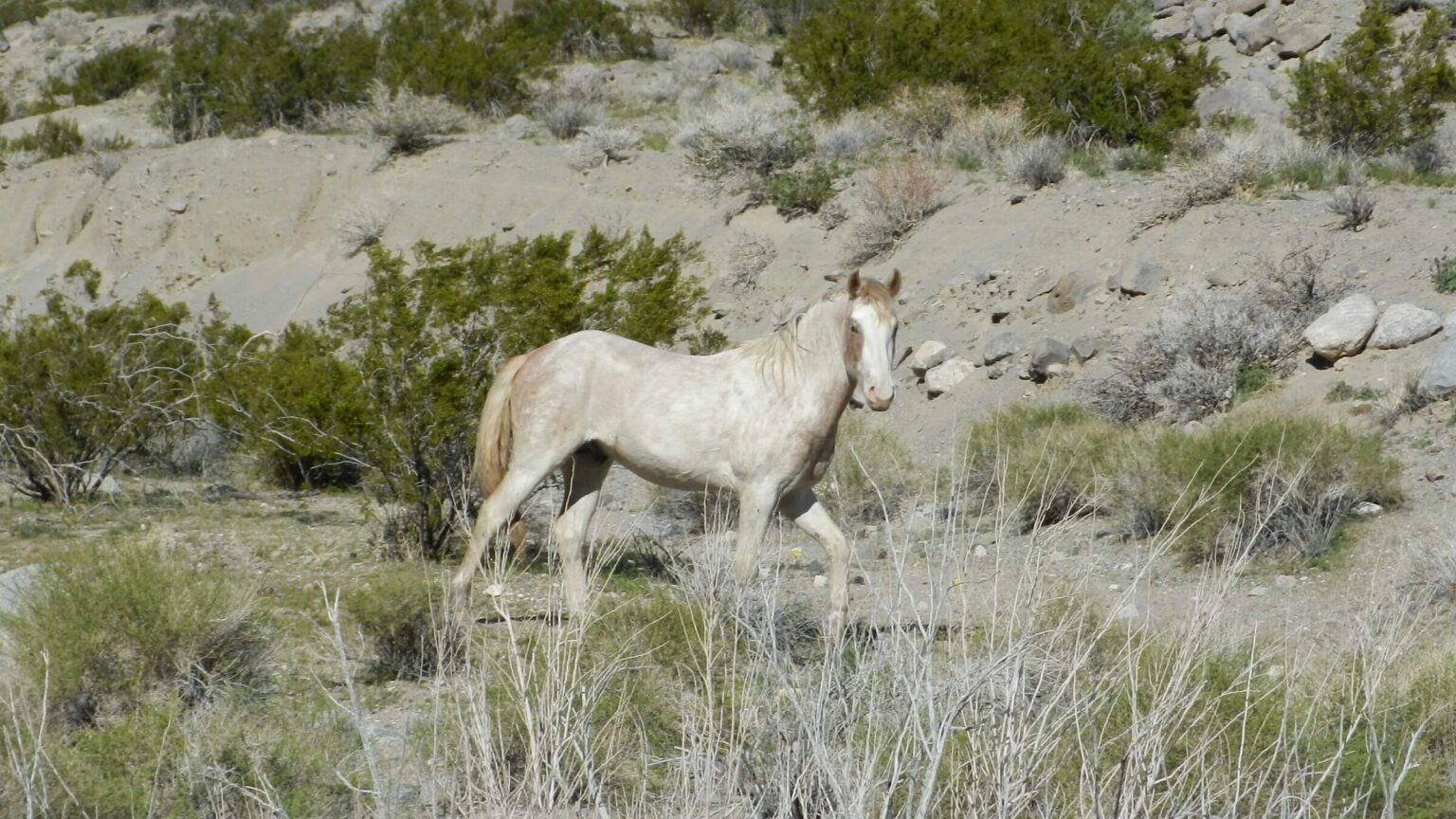 Death Valley Wilderness, feral horse, March, 2024