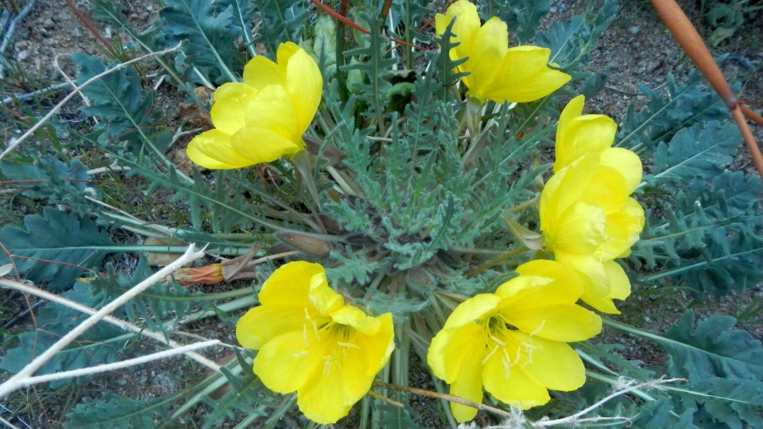 Death Valley Wilderness, desert evening primrose (Oenothera primiveris), March, 2024