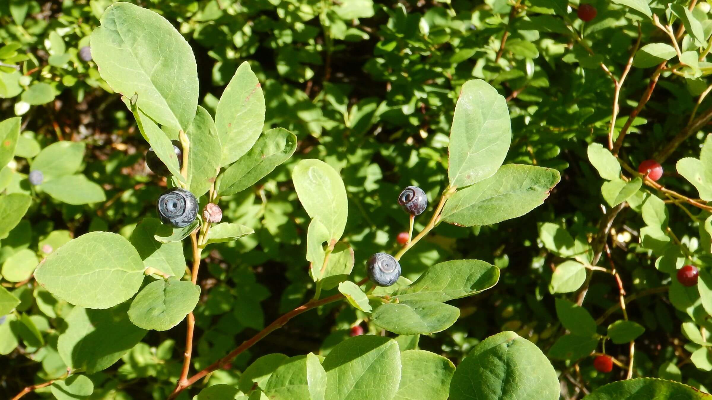 Eagle Cap Wilderness, black huckleberry (Vaccinium membranaceum), July