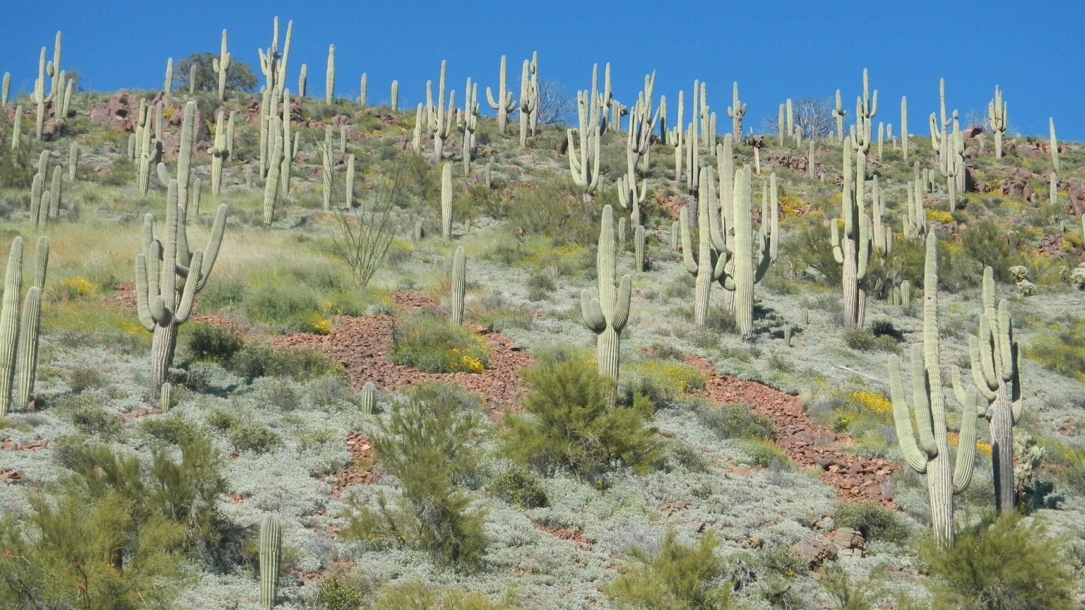 Four Peaks Wilderness, backpacking, saguaro cactus, April