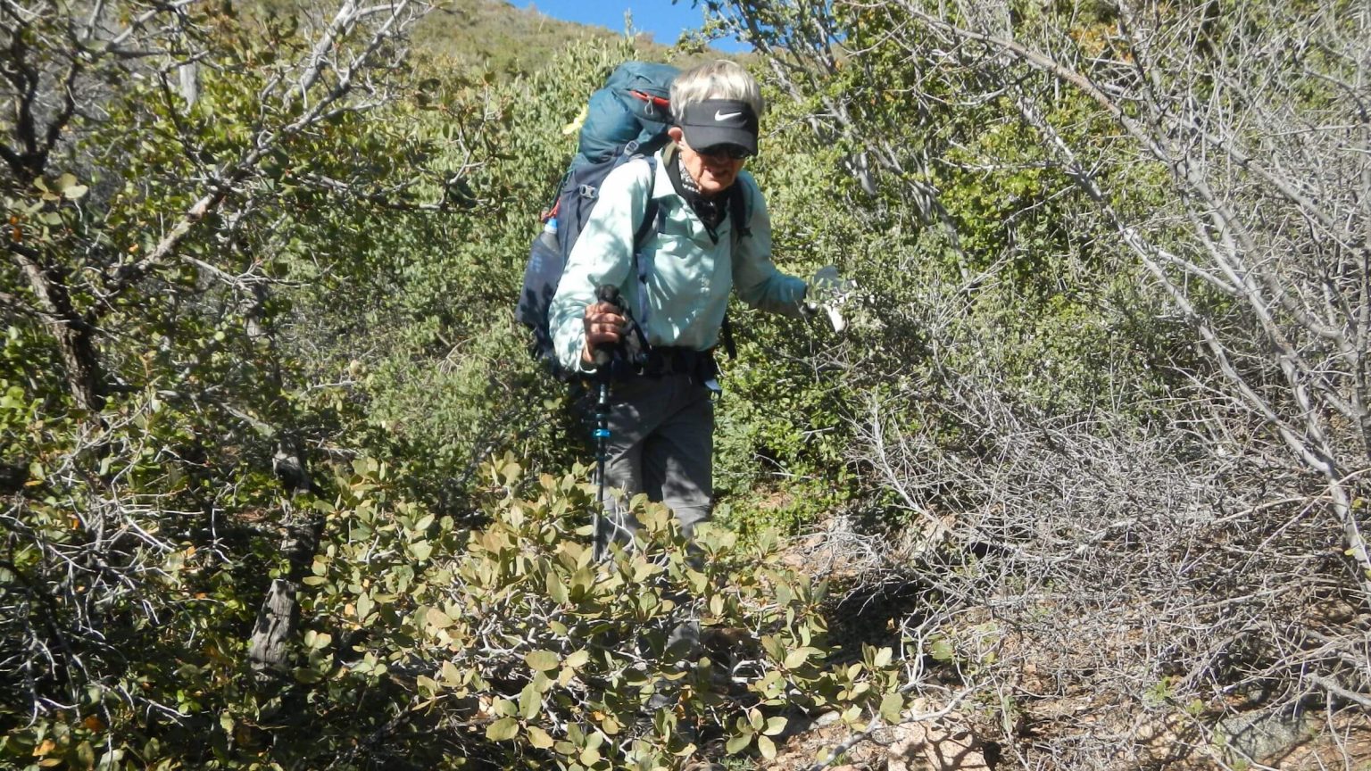 Four Peaks Wilderness, backpacking, overgrown trail brush, April