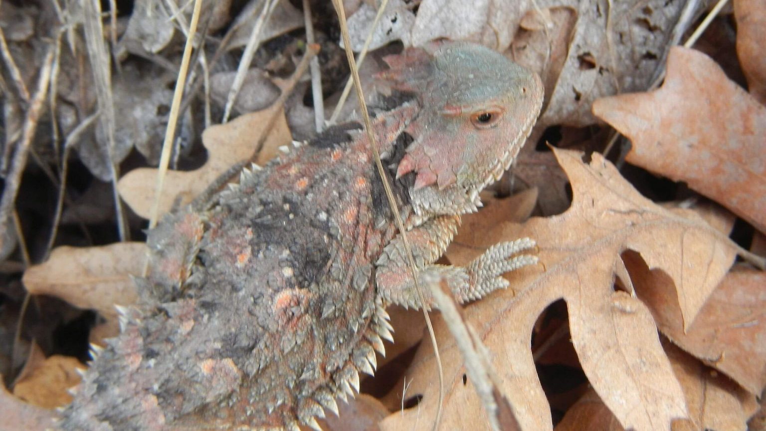 Four Peaks Wilderness, backpacking, horned toad lizard, April