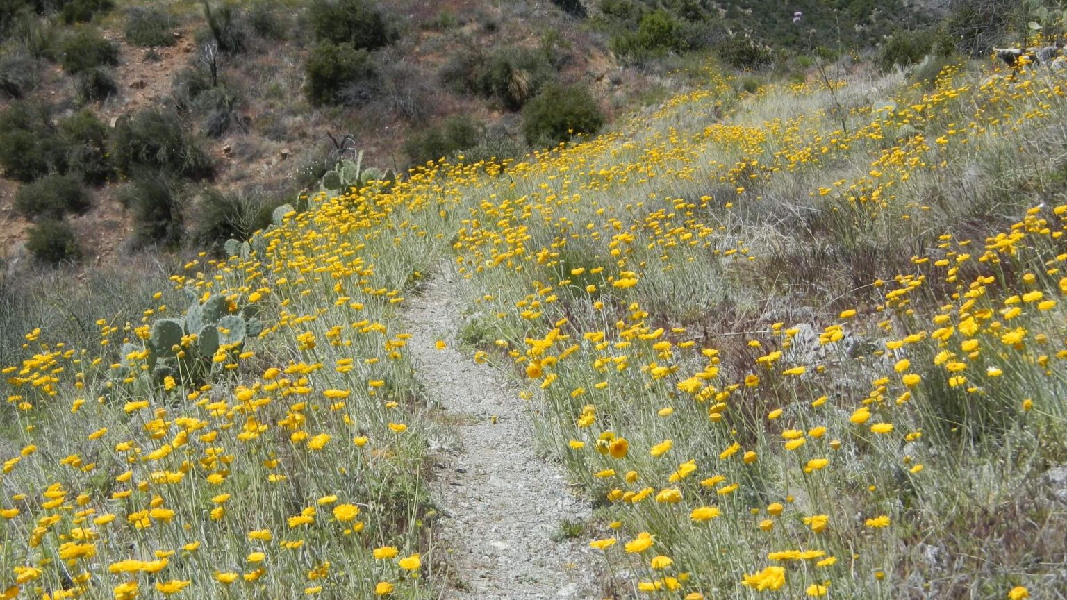 Four Peaks Wilderness, backpacking, desert marigold (Baileya multiradiata), April