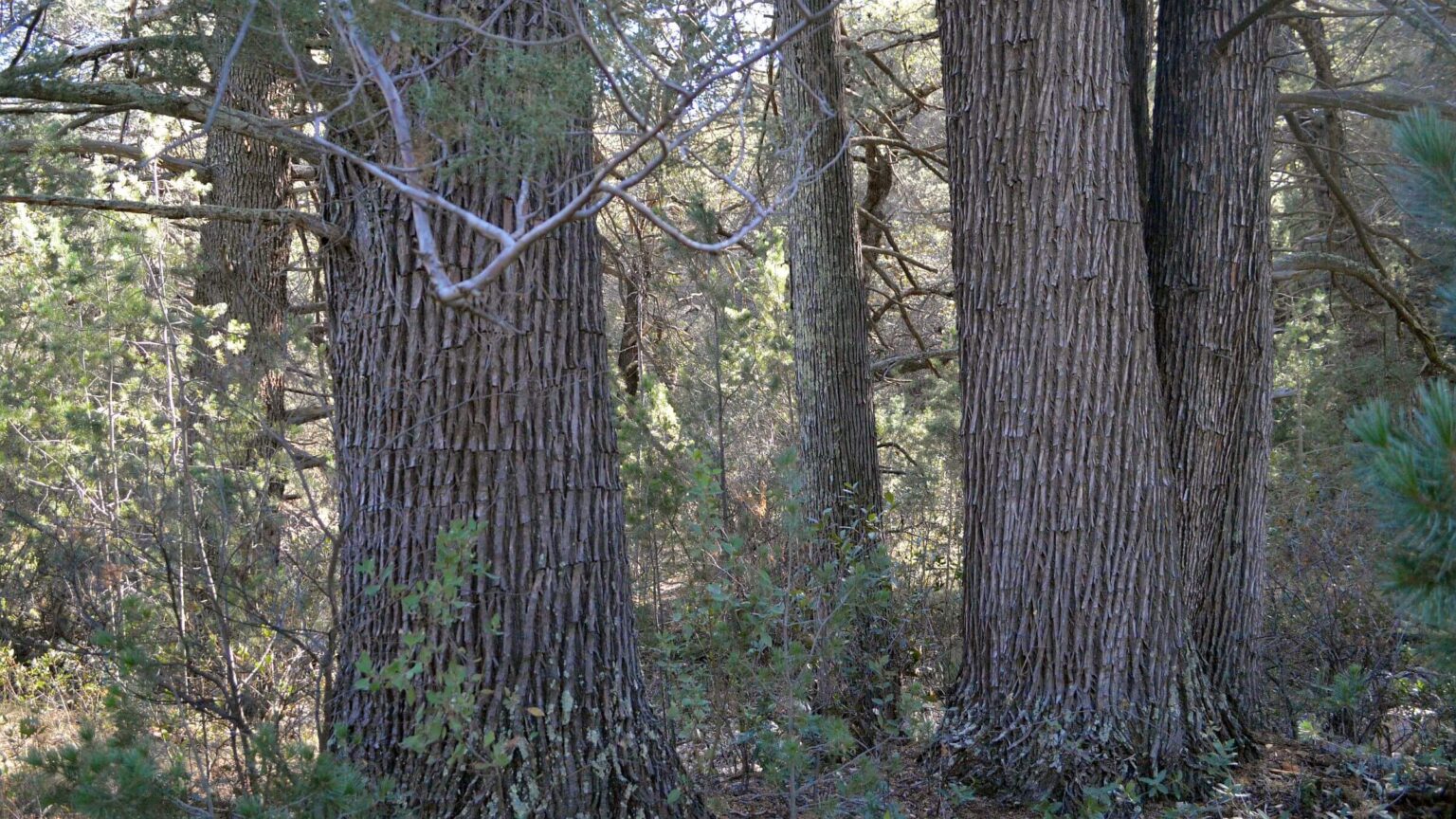 Galiuro Wilderness, Arizona cypress (Cupressus arizonica), January