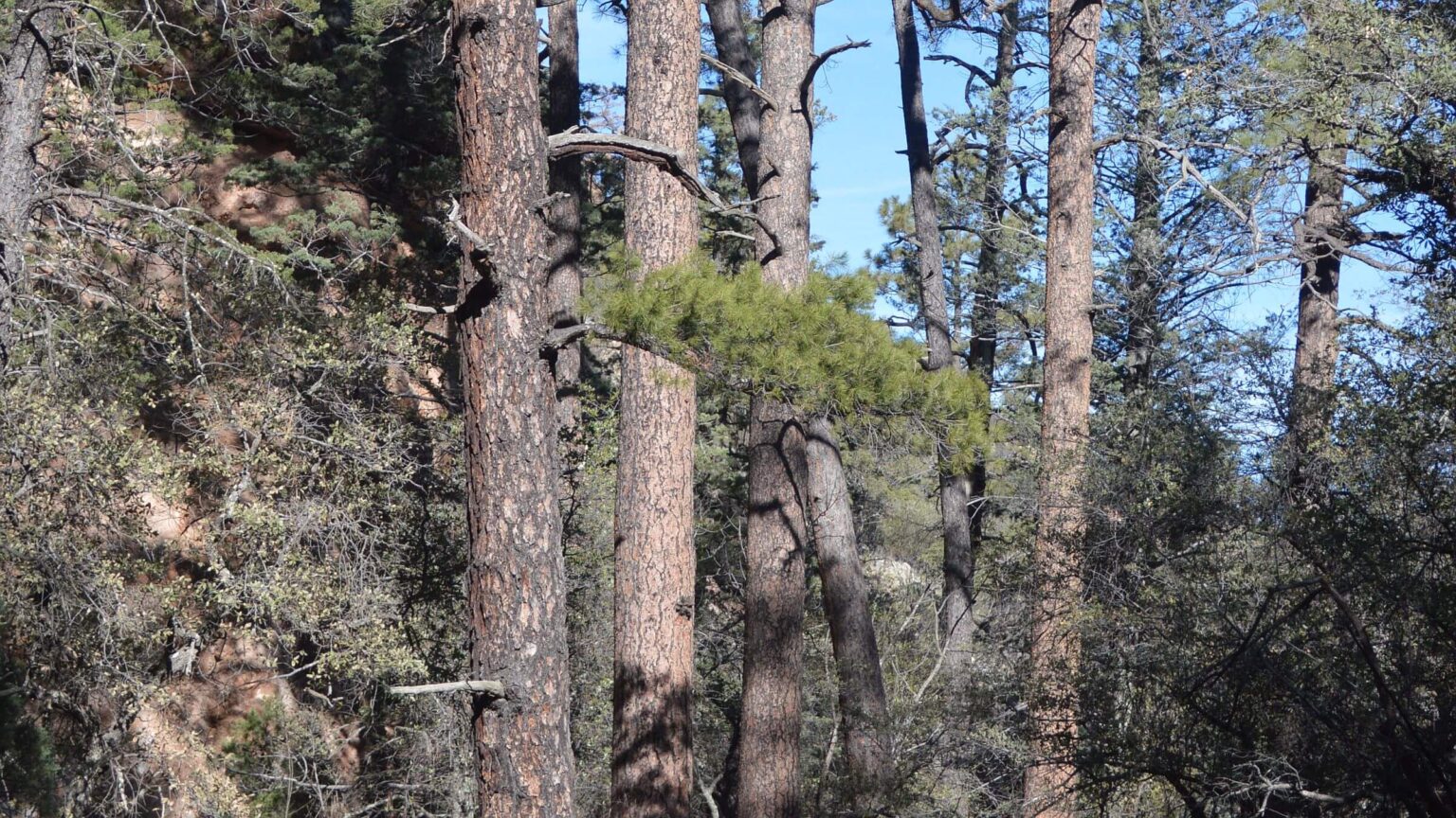 Galiuro Wilderness, old-growth ponderosa pine (Pinus ponderosa), January