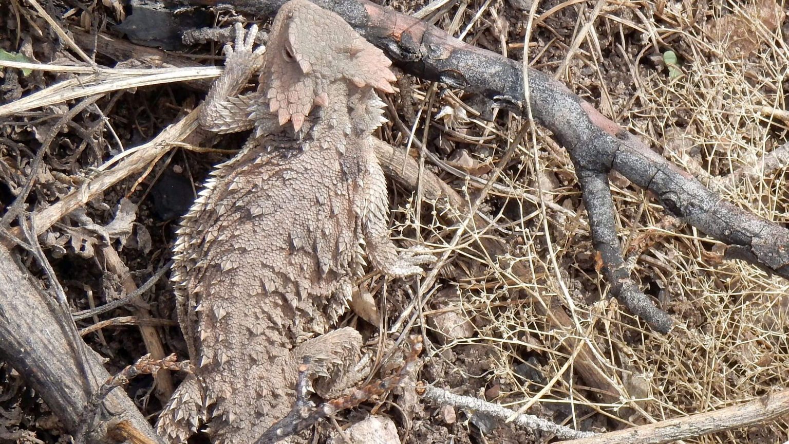 Galiuro Wilderness, greater short-horned lizard (Phrynosoma hernandesi), March