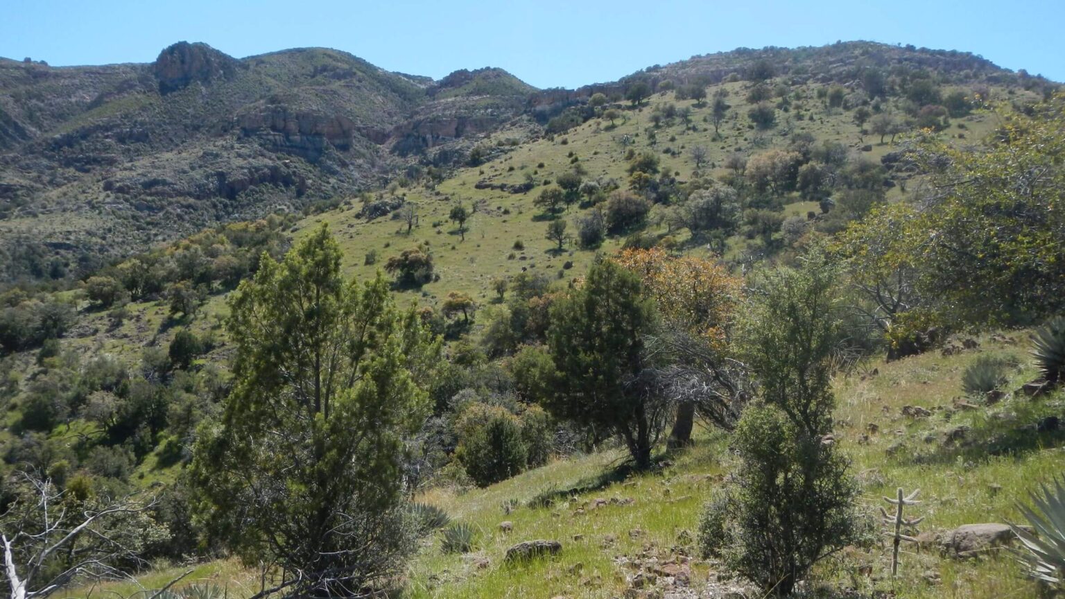 Galiuro Wilderness, vegetation after fire, April 2024