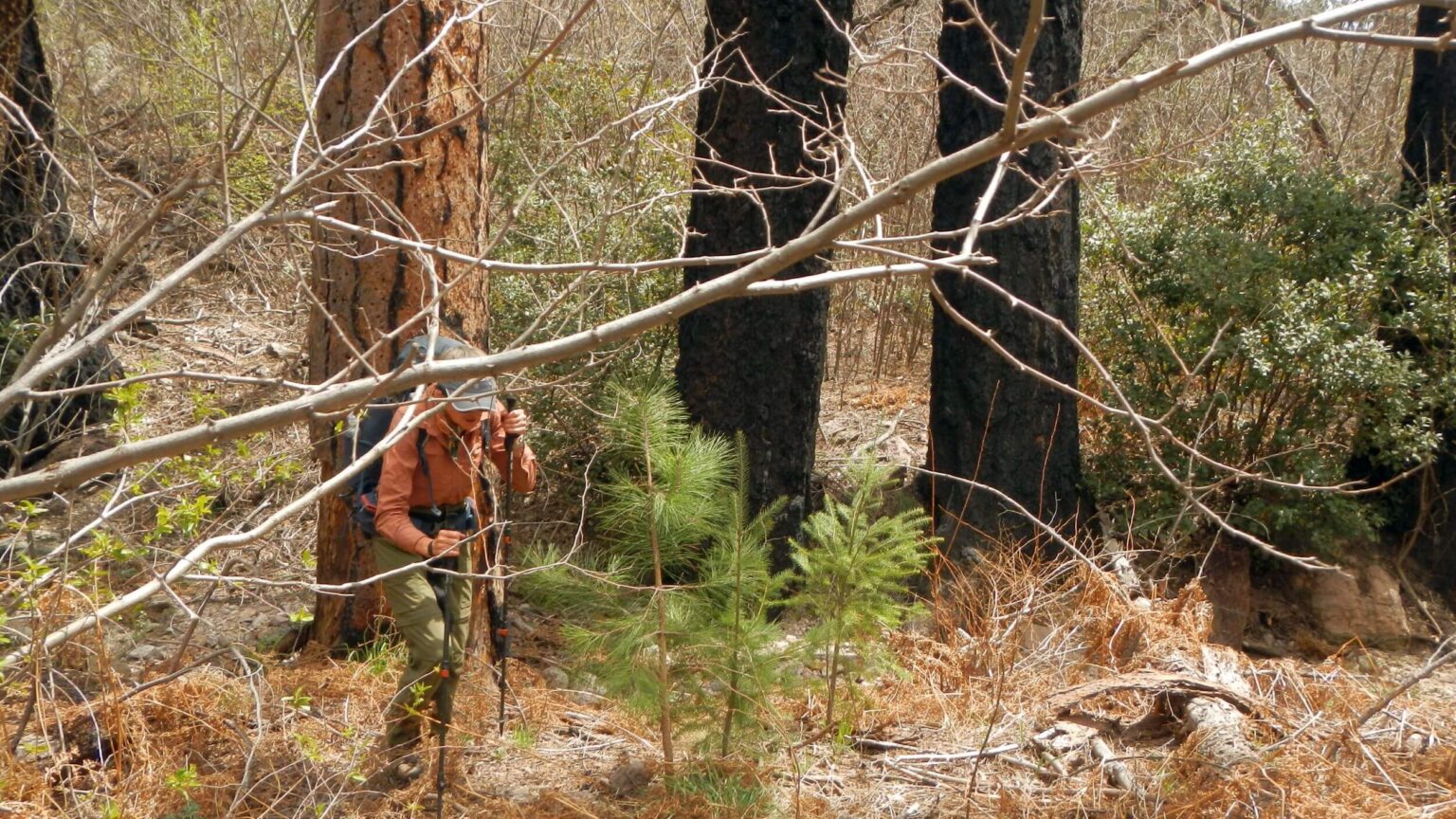 Galiuro Wilderness, 10 years after Oak Fire, April 2024 2024