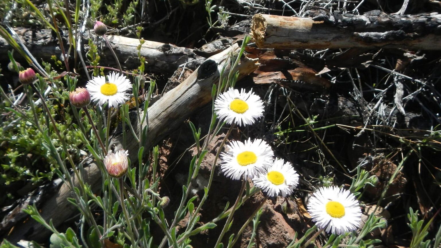 Galiuro Wilderness, running fleabane, Erigeron tracyi, April 2024