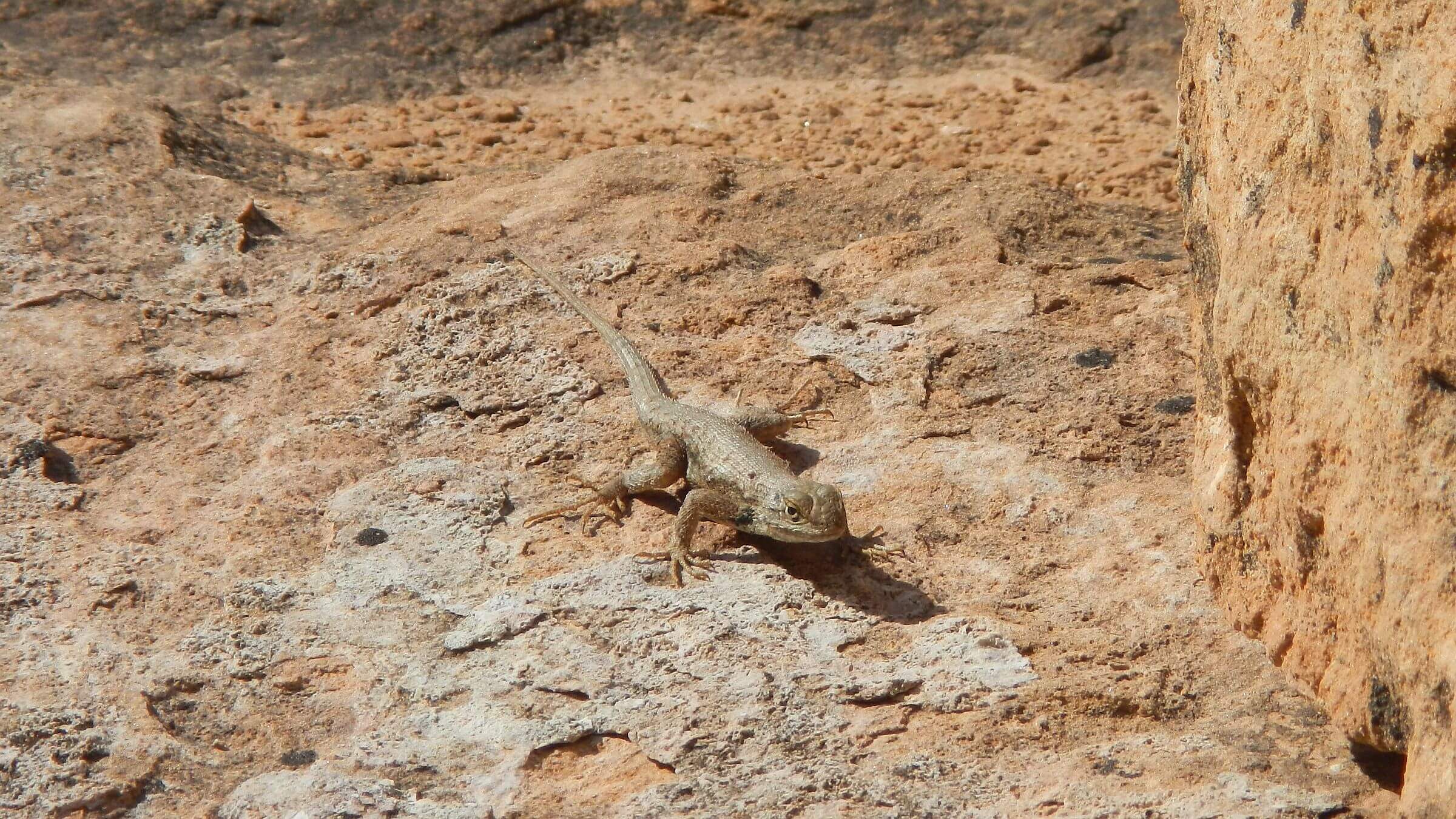 Grand Gulch Wilderness Study Area, Desert spiny lizard (Sceloporus magister), May