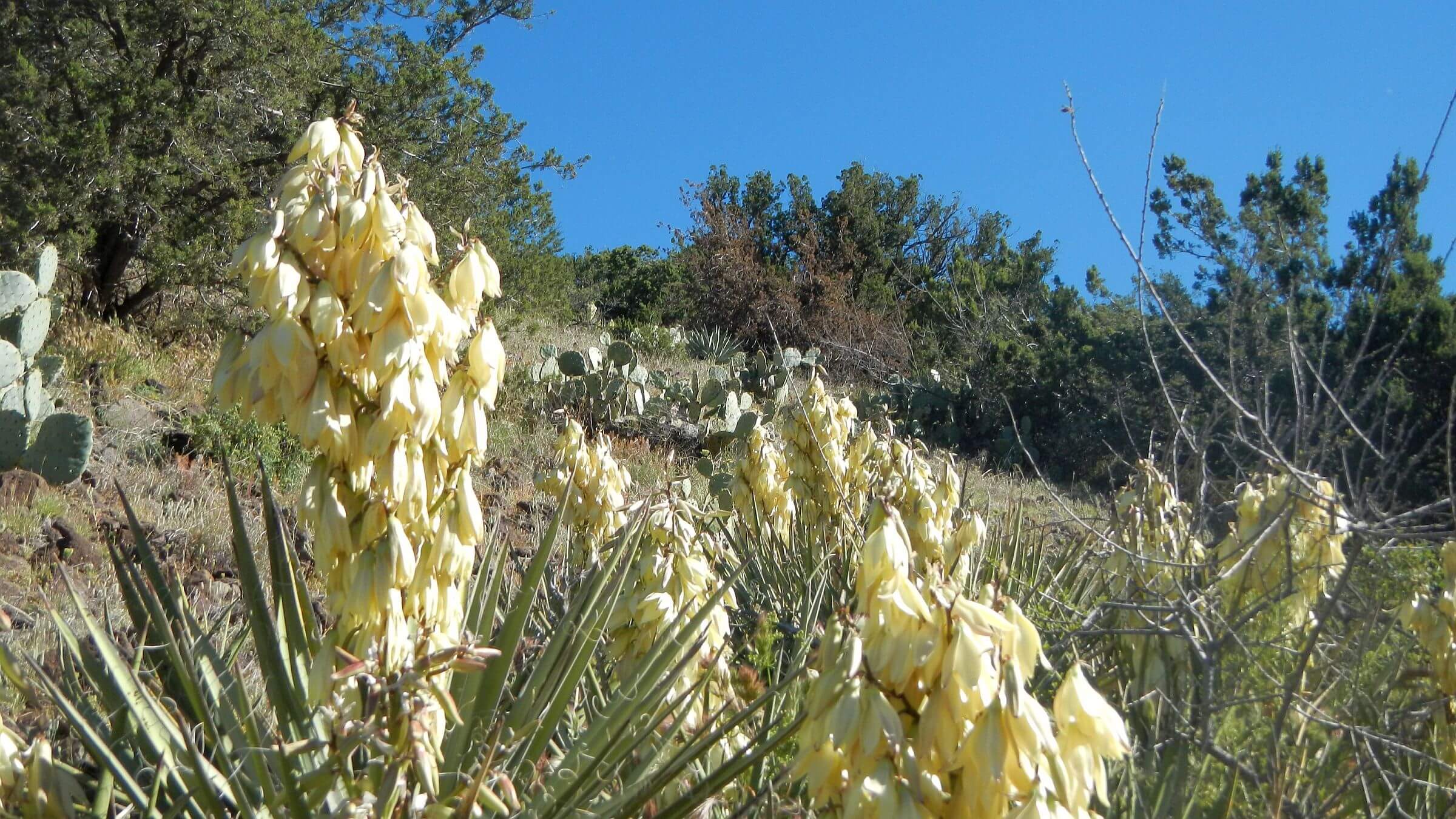 Mazatzal Wilderness, backpacking, banana yucca (Yucca baccata), April