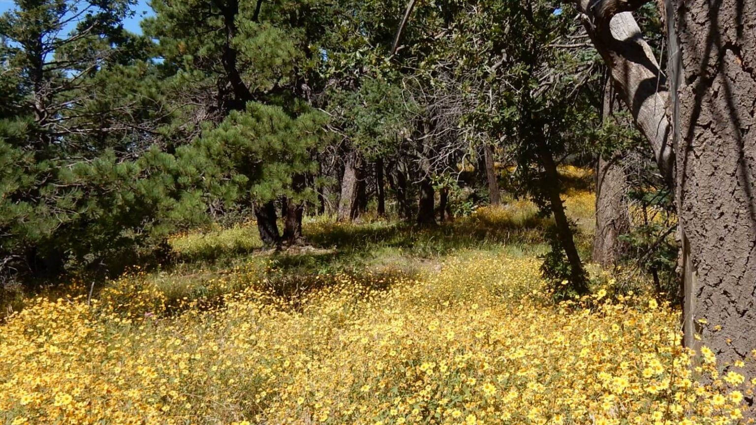 Miller Peak Wilderness, showy goldeneye (Heliomeris multiflora), October