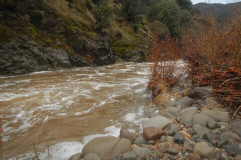 Sisquoc River still muddy and high 13 hrs after flood surge.