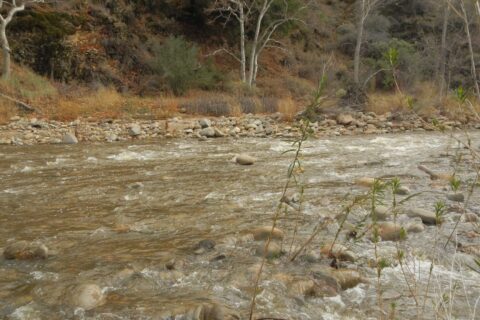 "Rock" in middle of Sisquoc that caught Cindy, 25 hrs after flood surge.