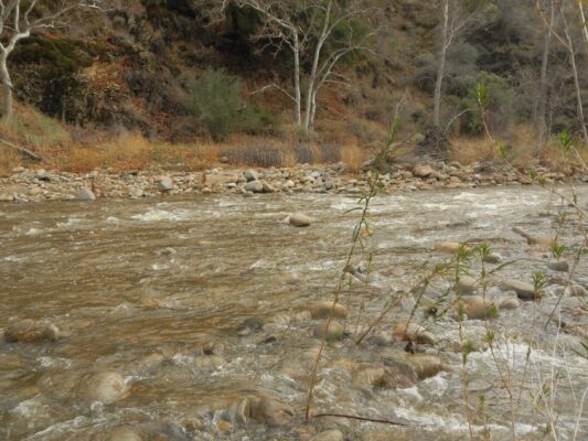 "Rock" in middle of Sisquoc that caught Cindy, 25 hrs after flood surge.