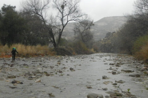 Rainy Sisquoc River crossing before flood surge.