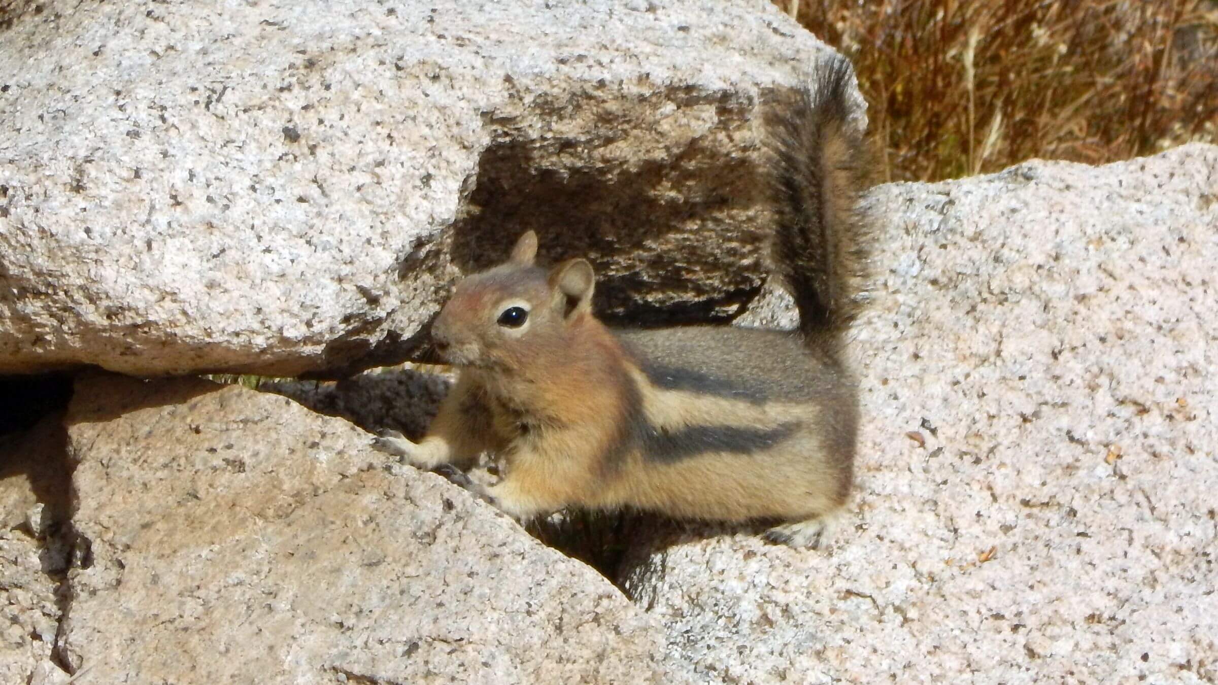 Sawtooth Wilderness, ground squirrel (Callospermophilus lateralis), September
