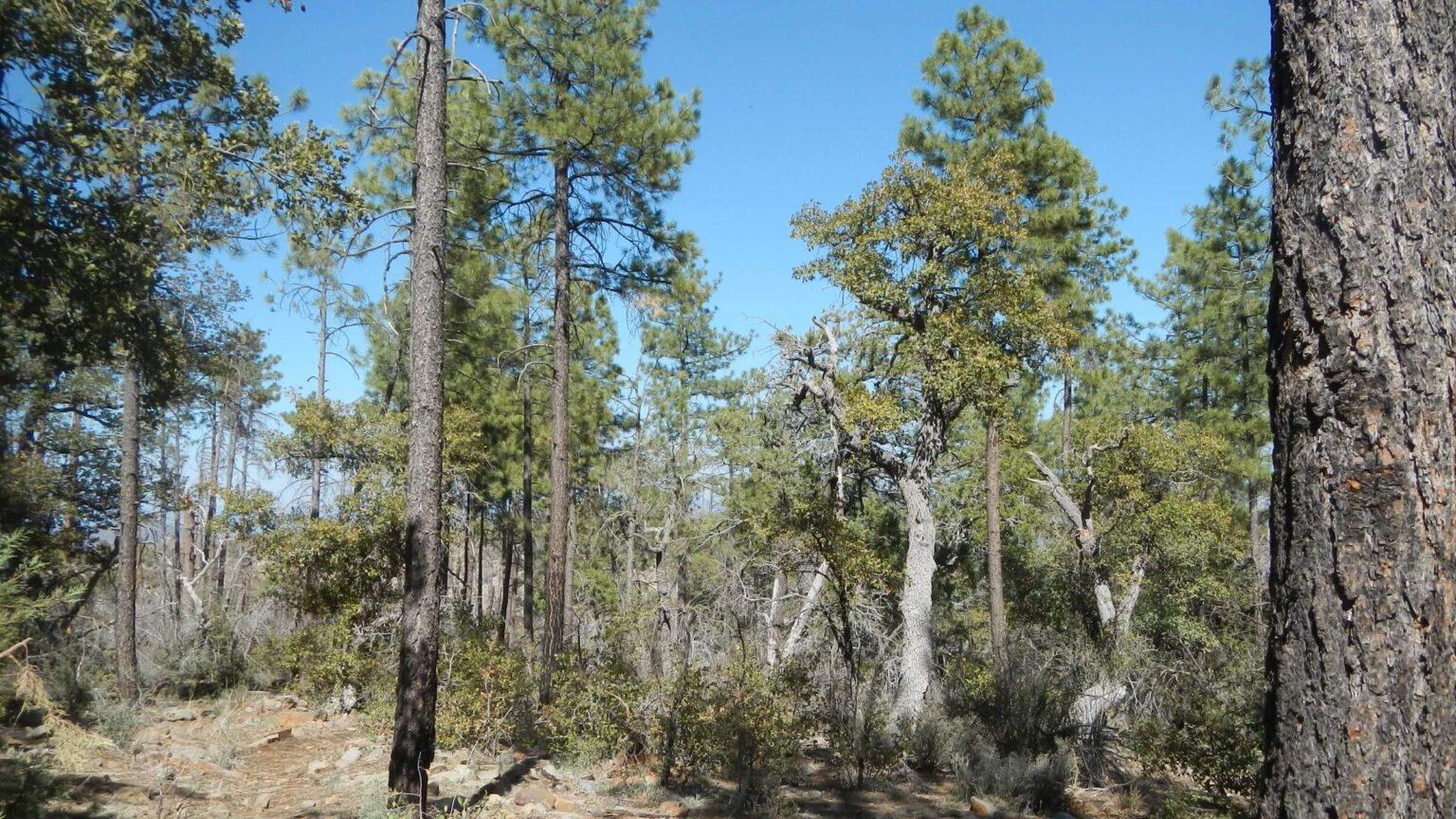 Sierra Ancha Wilderness, backpacking, pine survived fires, April