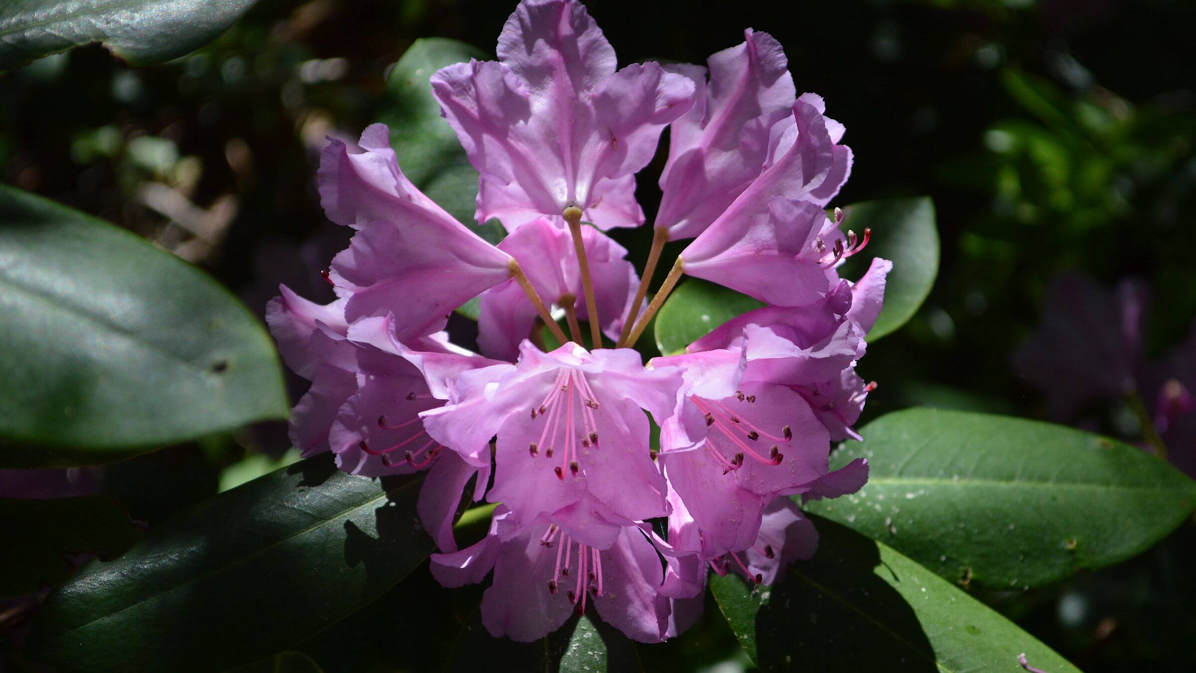 Saint Mary's Wilderness, rhododendron (Rhododendron catawbiense), June