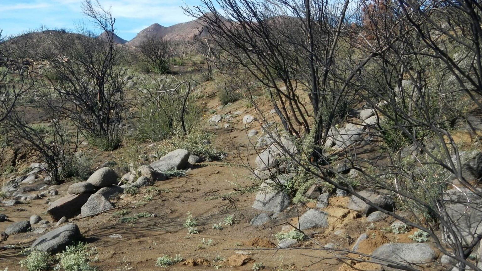 Superstition Wilderness, backpacking, 5 months after Woodbury Fire, December