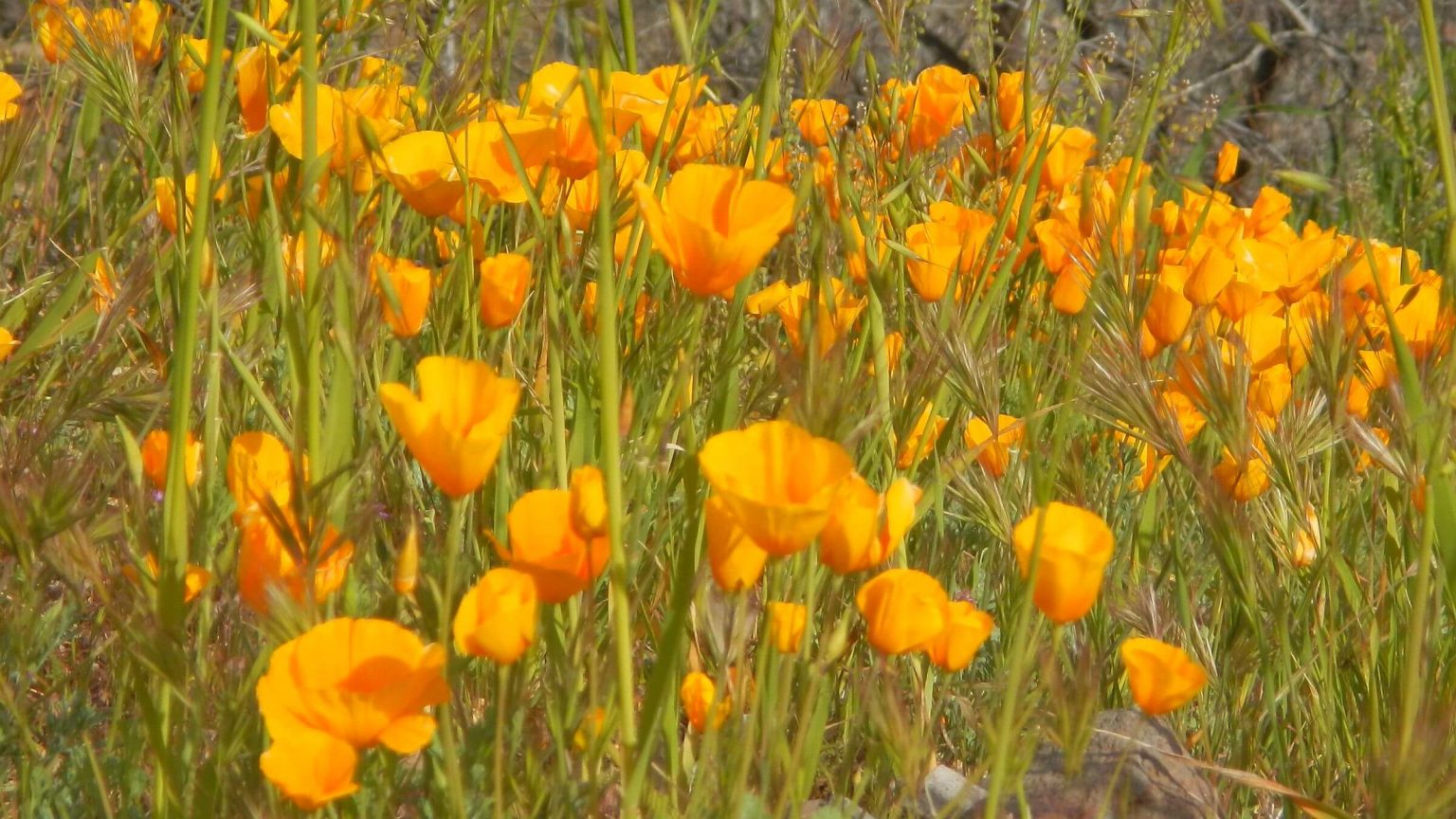 Superstition Wilderness, backpacking, California poppy (Eschscholzia californica), March