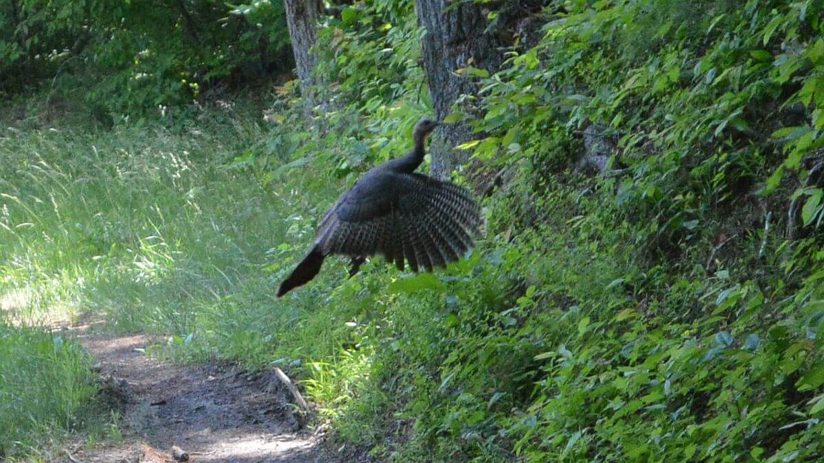Thunder Ridge Wilderness 2014, wild turkey, Meleagris gallopavo, June