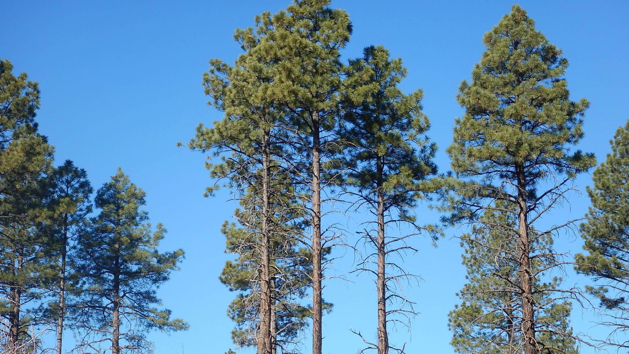 Zion Wilderness, Ponderosa pine (Pinus ponderosa), November