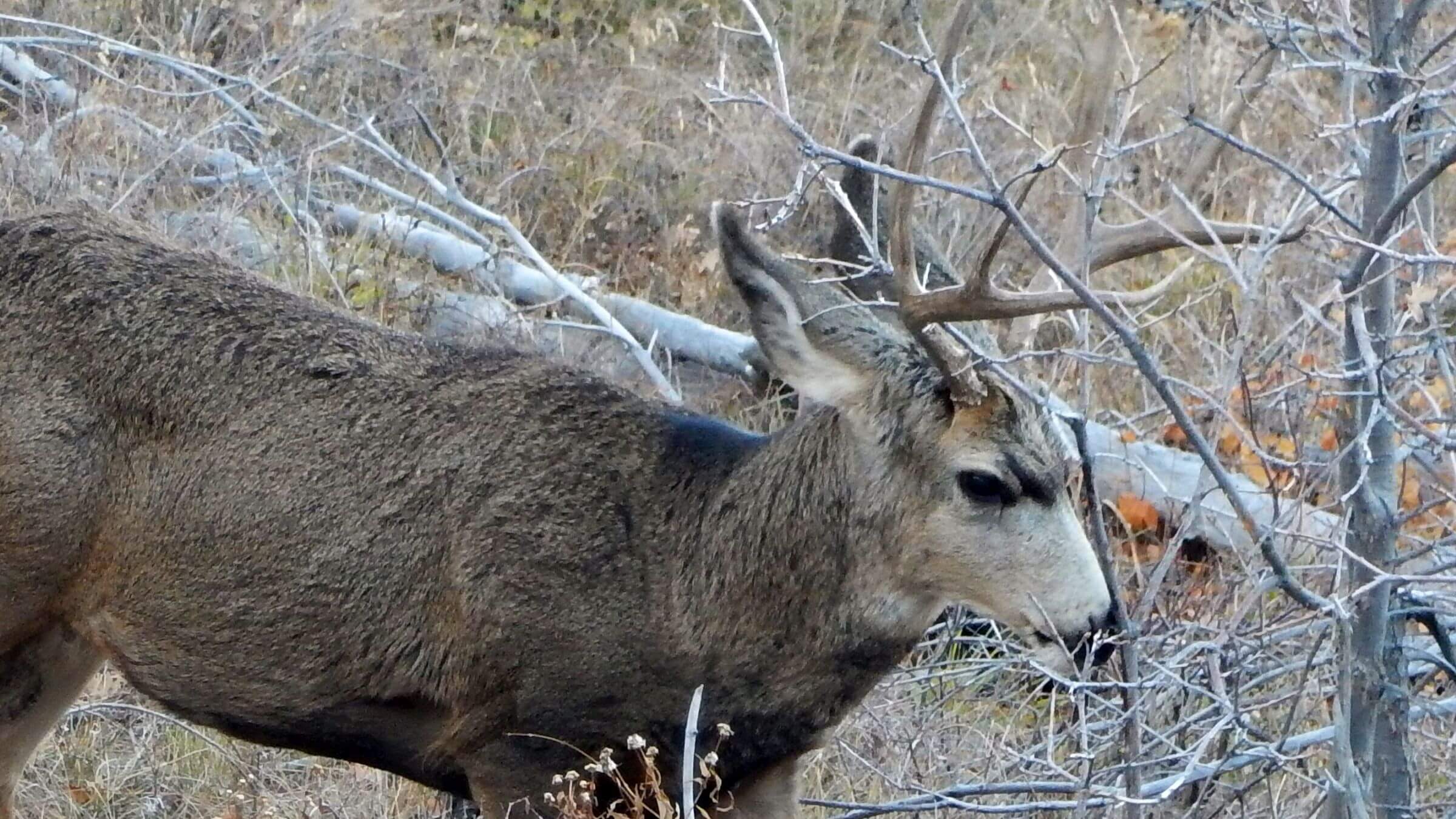 Zion Wilderness, Cabin Spring, Mule deer, November